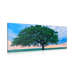 Slika samotni hrast - 60x30