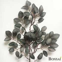 Fagus veja 51 cm - 25 do 50 cm