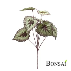 Begonija veja 60 cm - 50 do 75 cm