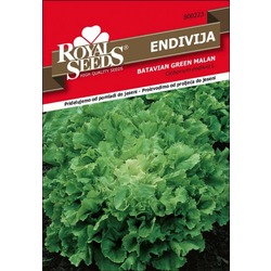 SEME ROYAL SEEDS 223 Endivija Malan