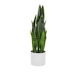 MID.YOU Umetna Rastlina Sansevieria
