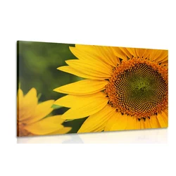 Slika rumena sončnica - 40x30