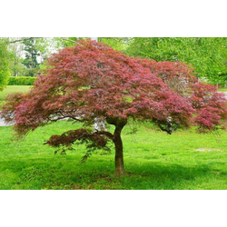 ACER DISSECTUM GARNET, LONEC 70L ST130cm D100