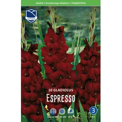 Čebulice Gladiola Epresso, 10 kosov