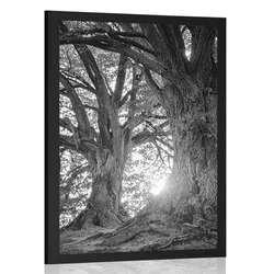 Plakat veličastna drevesa v črnobeli varianti - 20x30 no frame