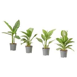 AGLAONEMA Lončnica, 17 cm