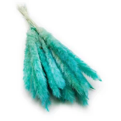 Mini pampas trava - azurna