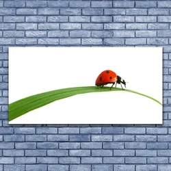 tulup.si Slika na akrilnem steklu Ladybug narava 140x70 cm 2 obešalnika