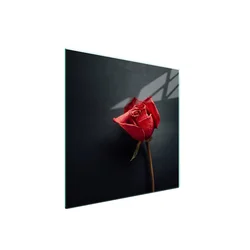 shumee Steklena zaščitna plošča za štedilnik 50x52 Rose