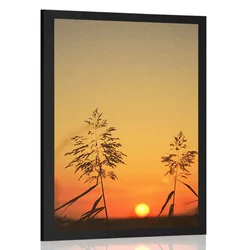 Plakat stebla trave ob sončnem zahodu - 60x90 white