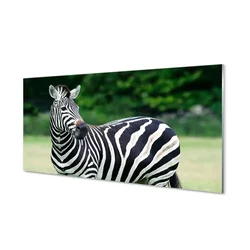 tulup.si Steklena slika Zebra polje 100x50 cm 2 obešalnika