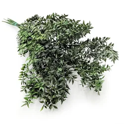 shumee Stabiliziran Ruscus - (Ruscus) - Zelen