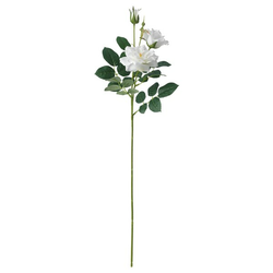 SMYCKA Veštački cvet, unutra/spolja/ruža bela, 65 cm