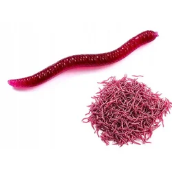 shumee Umetni črvi RDEČI DEŽEVNIK Dendrobena MUCK 3,5 cm 100x