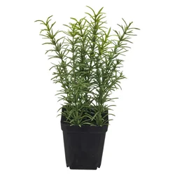 Veštačka Biljka 25cm Rosmarin Ii