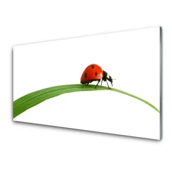 tulup.si Steklena slika Ladybug narava 120x60 cm 2 obešalnika