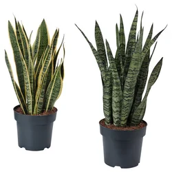 SANSEVIERIA Lončnica, različne vrste, 21 cm