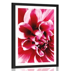 Plakat s paspartujem cvet vrtnice - 20x30 no frame