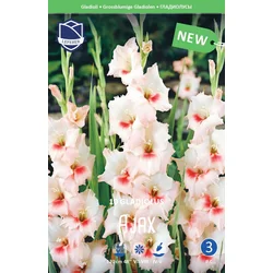 Čebulice Gladiola Ajax, 10 kosov