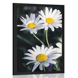 Plakat marjetice na vrtu - 30x45 no frame