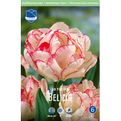 Čebulice tulipan Belicia, 10 kosov