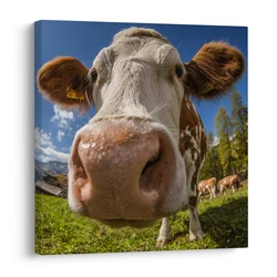 Slika pogled krave na pašniku - 70x70
