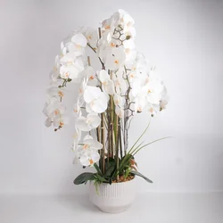 Homestar Orhideja Garden Queen H102cm bela