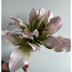 PROTEA