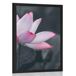 Plakat nežen lotosov cvet - 40x60 silver