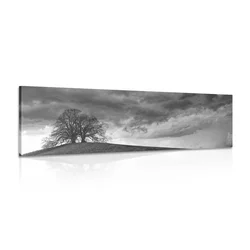 Slika črnobela samotna drevesa - 135x45