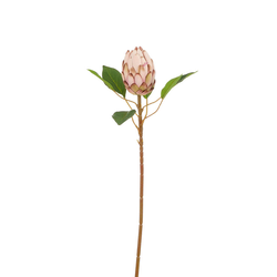 PROTEA