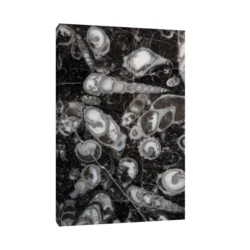 Canvas Slika na platnu Fosilni puževi Nemačka, Bez rama, 80 x 120 cm