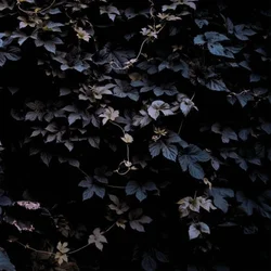 Michael Vallera - Vivid Flu (Limited Edition) (LP)