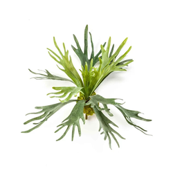 Staghorn praprot 48 cm - zelena