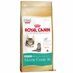 ROYAL CANIN Kitten Maine Coon 36 - Varčno pakiranje: 2 x 10 kg