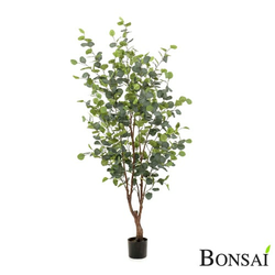 Evkalipt drevo 140cm - 101 do 150 cm