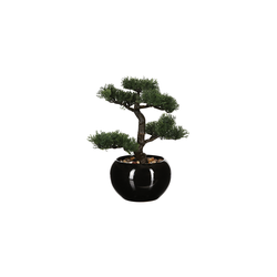 Biljka u saksiji Bonsai 26cm
