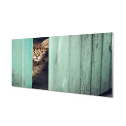 tulup.si Steklena slika Zaglšdajšcy mačka 100x50 cm 2 obešalnika