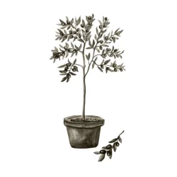 Venture Design Poster Olive 50x70 cm Zelena