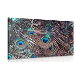 Slika pavje pero - 90x60