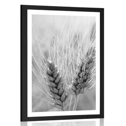Plakat s paspartujem pšenično polje v črnobeli varianti - 20x30 silver