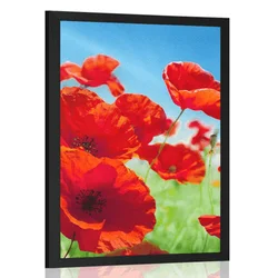Plakat makovi cvetovi na travniku - 60x90 no frame
