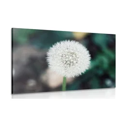 Slika bela puhasta regratova lučka - 60x40