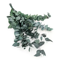Stabiliziran evkaliptus - Stuartiana - zelen