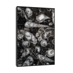 Canvas Slika na platnu Fosilni puževi Nemačka, Sa ramom, 80 x 120 cm, Crni