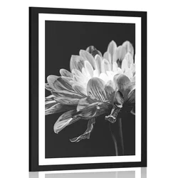 Plakat s paspartujem črnobela marjetica - 30x45 no frame