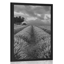 Plakat polje sivke v črnobeli varianti - 20x30 black