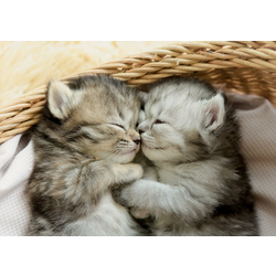 Educa - Puzzle Sweet Kittens 500 - 500 kosov