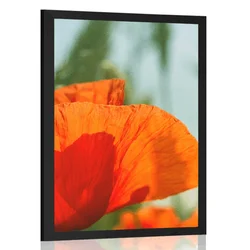 Plakat rdeči mak - 40x60 black