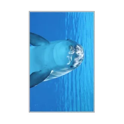 CONCEPTUM HYPNOSE Tepih (60 x 100) WOOKECE068